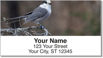 Gray Jay Bird Address Labels