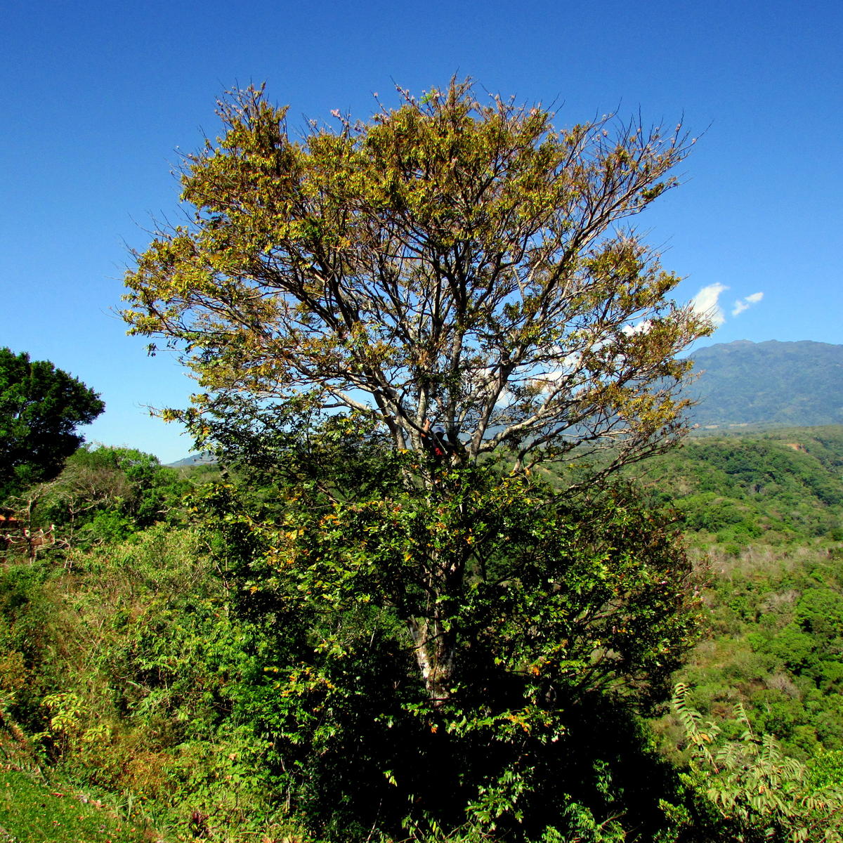 30 ft tall tree growing out and over a 300 ft drop into a canyon behind