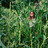 06_the_cornfield_oth