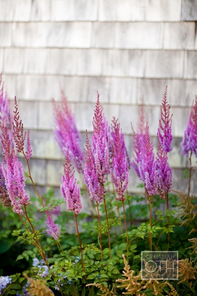 purple flowers - Christian Oth of Christian Oth Studio