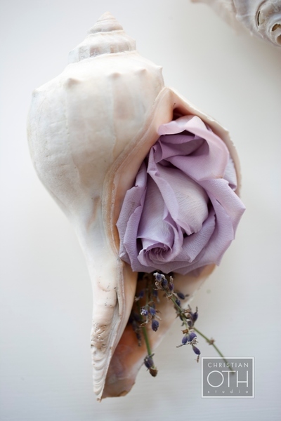 rose in shell - Christian Oth of Christian Oth Studio