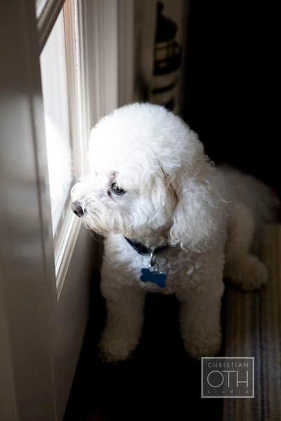 dog looking out window - Christian Oth of Christian Oth Studio