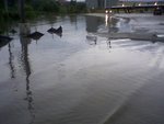 Flood_thumb
