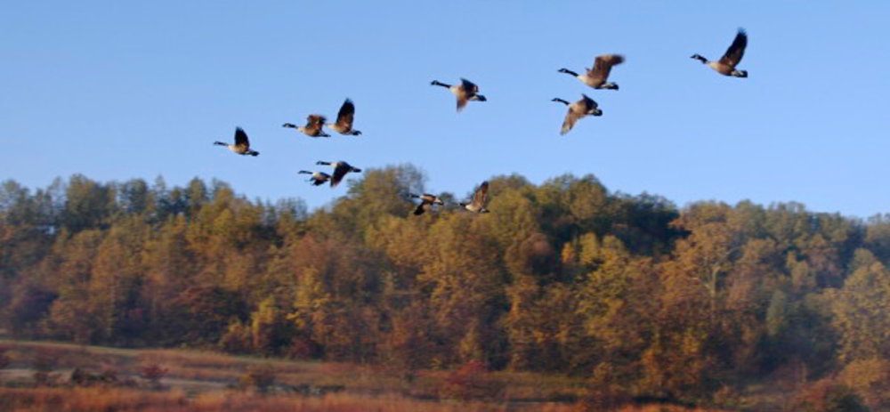 Birds