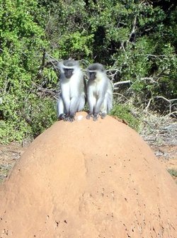 monkeys