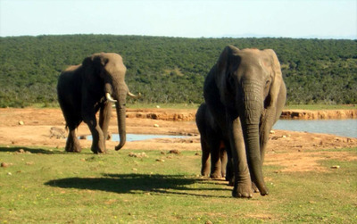 Elephants