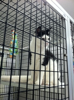 Cat in AWLA shelter