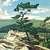 A-j-casson_white-pine_thumb