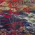 A-y-jackson_red-maple_thumb