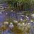 Claude-monet_water-lillies_thumb