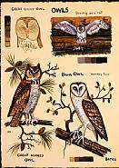 'Barn Owl ' David Bates