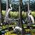 David-bates_great-american-egrets-iii_thumb