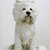 'White Terrier'