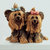 'Yorkshire Terriers'
