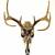 Sherrie-levine_antelope-skull_thumb