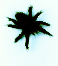 'Untitled (a tarantula made from the artist's hair)' Tom Friedman