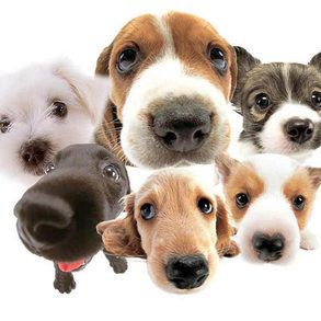 "Dog"