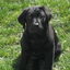 Open-uri20120323-25115-5apnlp