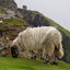 2608,%20slieve%20league,%20pecora%20786