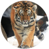 Animal
