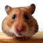 Hamster