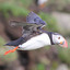Puffin