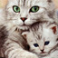 Mother_cat_and_kitten