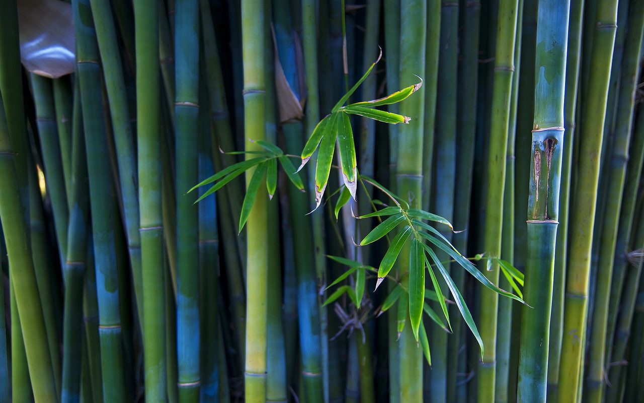 01905_bamboo_2560x1600