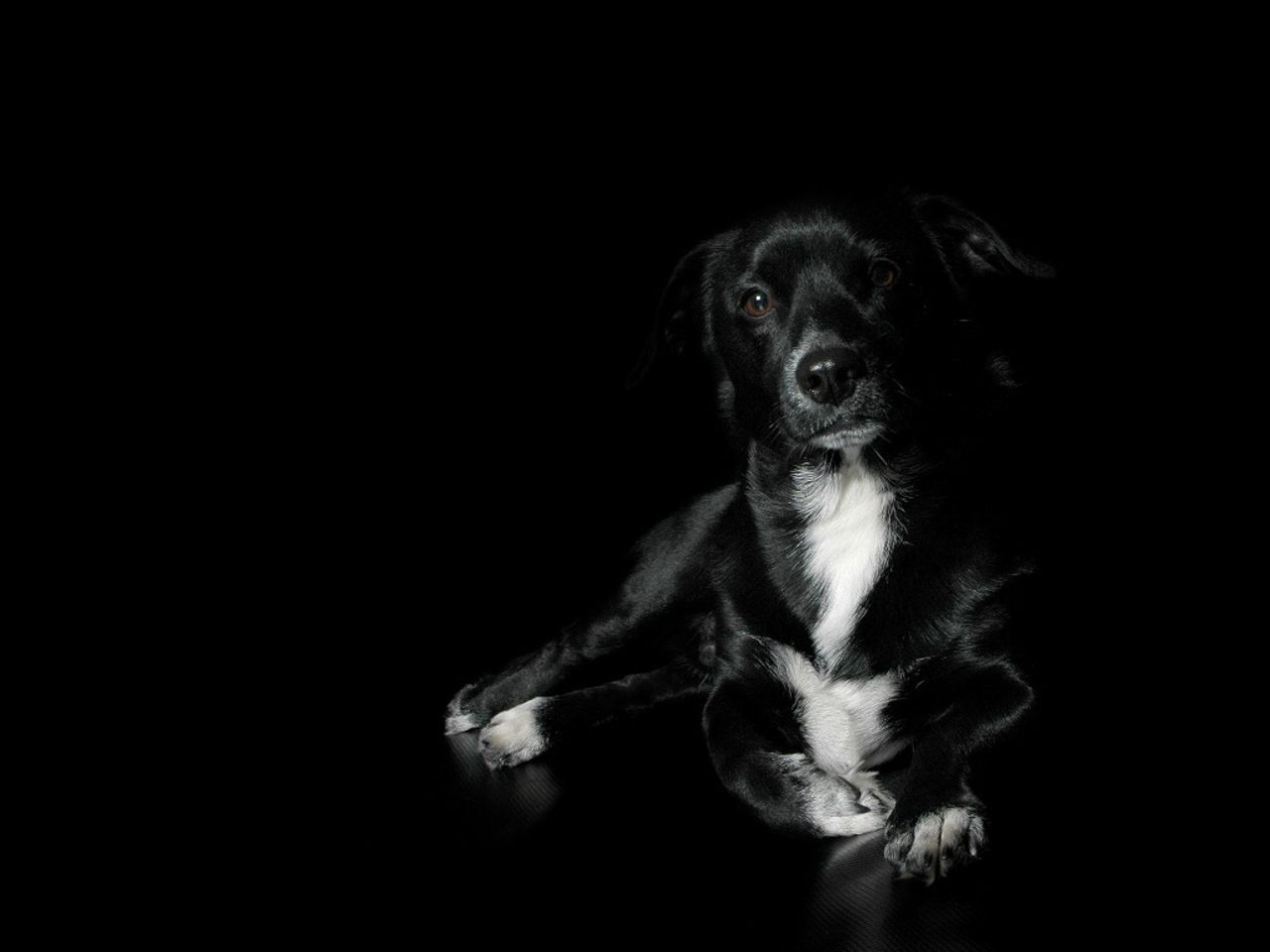 Black-dog-wallpaper-5