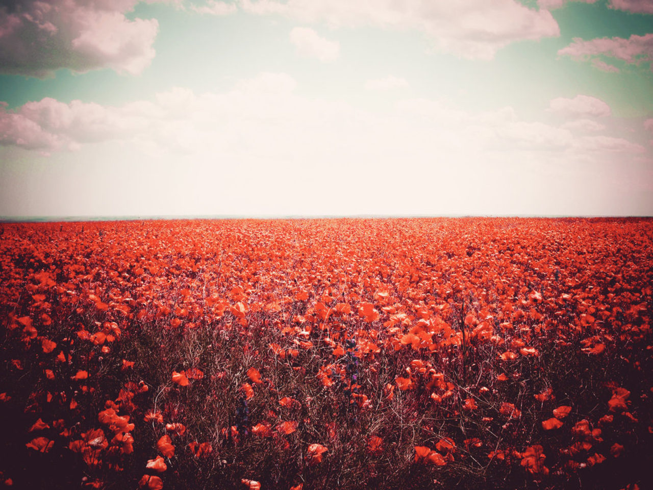Seeds_of_red_by_augustrush008-d3jxs3a