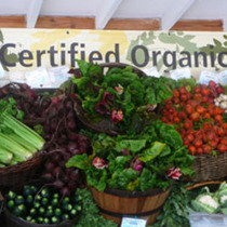 Urban Homesteading Series: Planning a Garden Throughout the Year