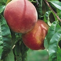 Urban Homesteading Series: Planning a Garden Throughout the Year