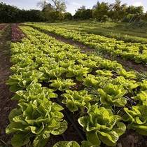 Lasagna Gardening: Intensive Garden Strategies and Preparation