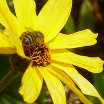 Urban Homesteading Series: Introduction to Beekeeping