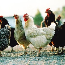 Processing Your Own Chickens: From Yard to Skillet  Instructor: Katherine Anderson