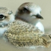 Snowy Plover Docent Training