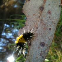 Mobile Post: Spiky Caterpillar