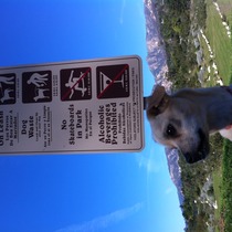 My Dog Speaks Better Spanish than the County of Santa Barbara  