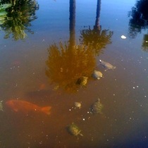 Alice Keck Pond
