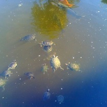 Turtles in Space