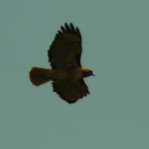 Wildlife Abounds.. Hawks and Big Cats