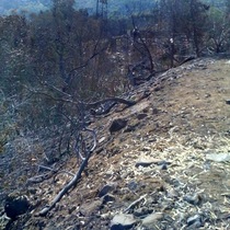 Tea Fire Damage (mobile photo)