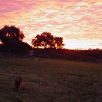 Todays Sunrise taken from pasture above Hope Ranch Beach