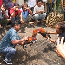 Sacred blood; cockfighting in Bali
