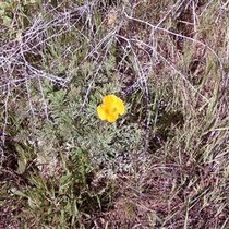 Mobile Post: California Poppy on the  Wilcox