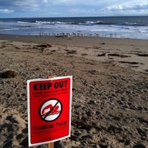 A Two Frame Animated gif of Hendry's Beach Pollution