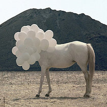 Feeling Horse