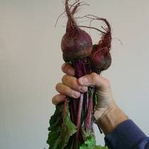 In Season and at the market: Beets