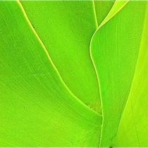 Citizen Posting: Agave in Robledal Garden