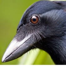 A Murder Of Crows